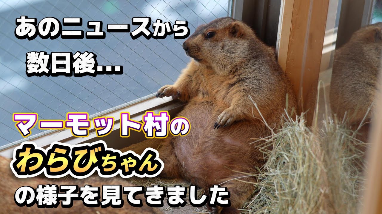 あの事件発生から数日後、マーモット村のわらびちゃんに会いに行ってきました 