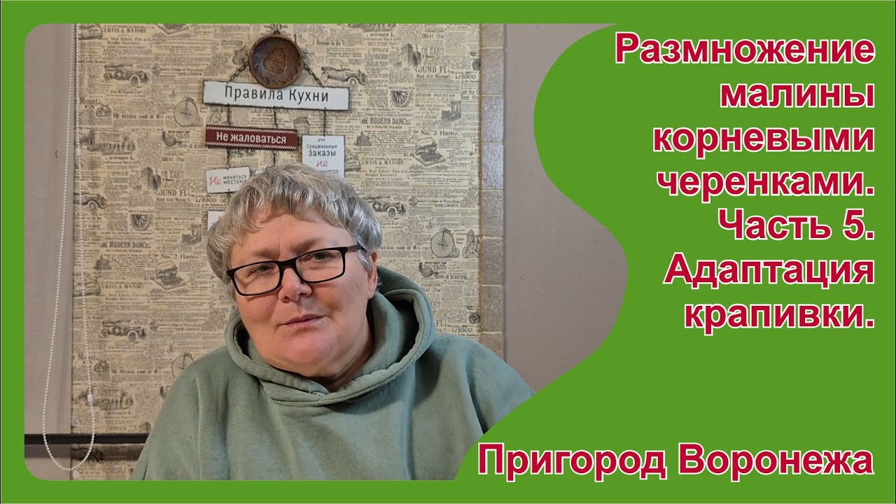 Укоренение крапивки малины. Часть 5  Адаптация к низкой влажности. Пригород Воронежа.