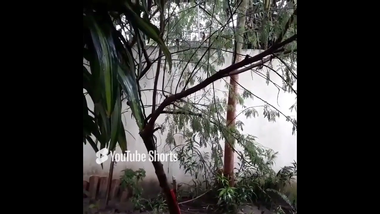 Jurema Sagrada Pontos Senhores Mestres Catimb&oacute; Deluca Natal Umbanda Macumba Kimbanda Adorei as Almas