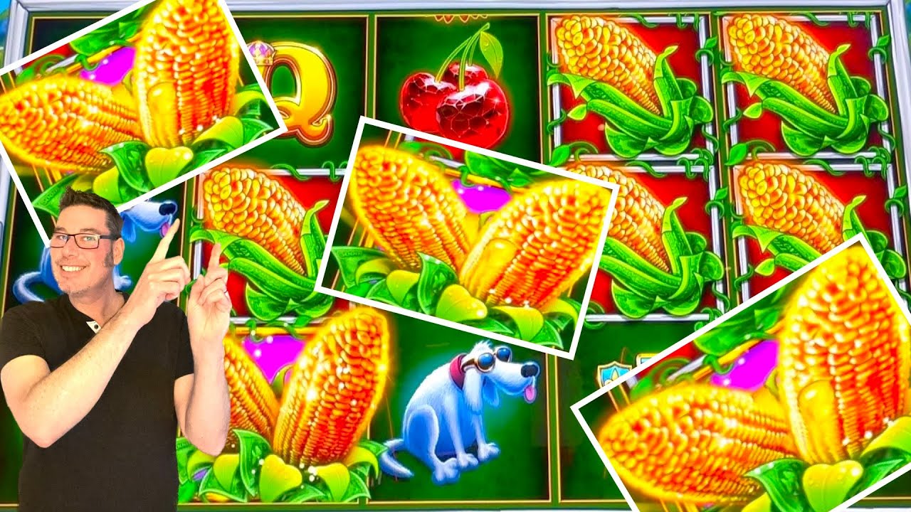 Горячая кукуруза с маслом очень вкусная!! 🌽🧈🌽 Cash Crop Lock it Link Riches 🥳