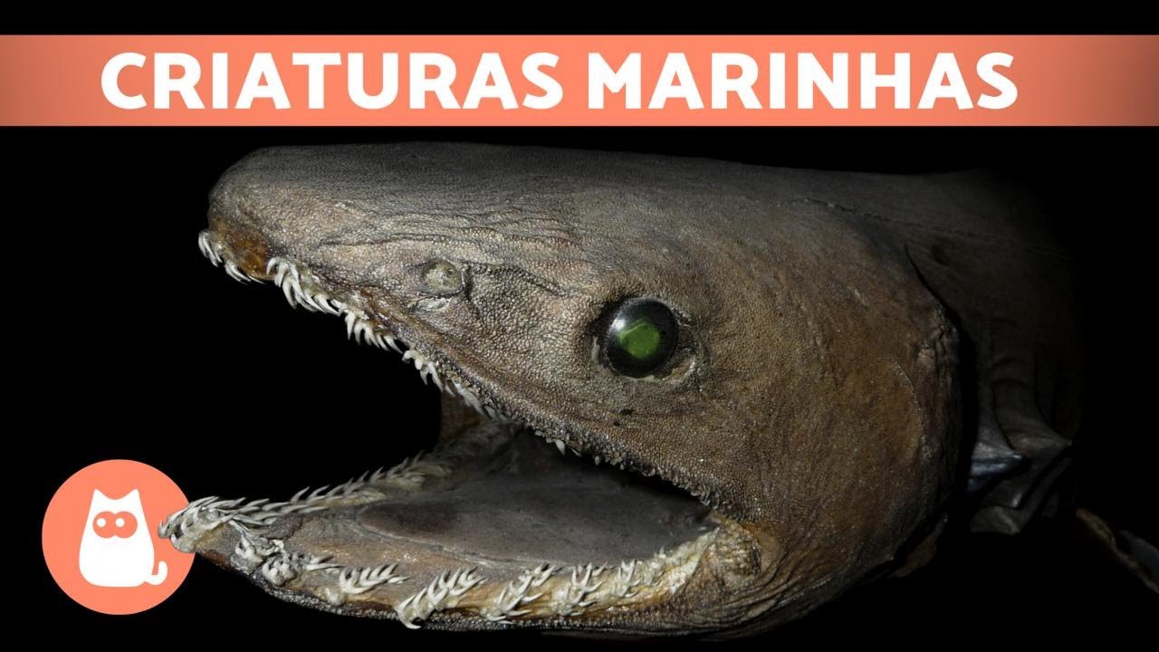 The 7 Rarest Marine Animals in the World