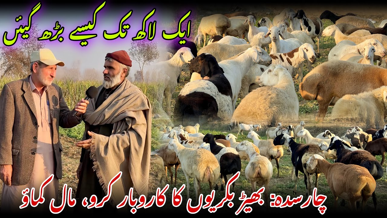 Charsadda: Start a sheep, goat business, earn money | Khyber Social Tv