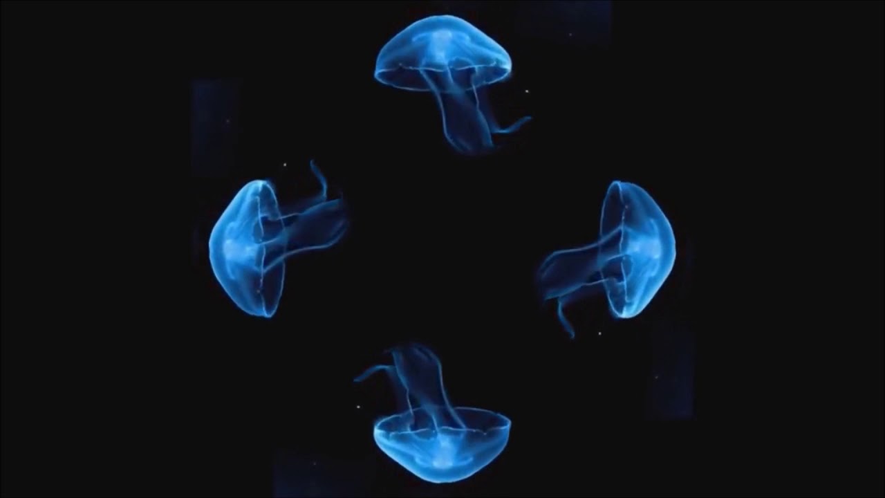 ologrammi