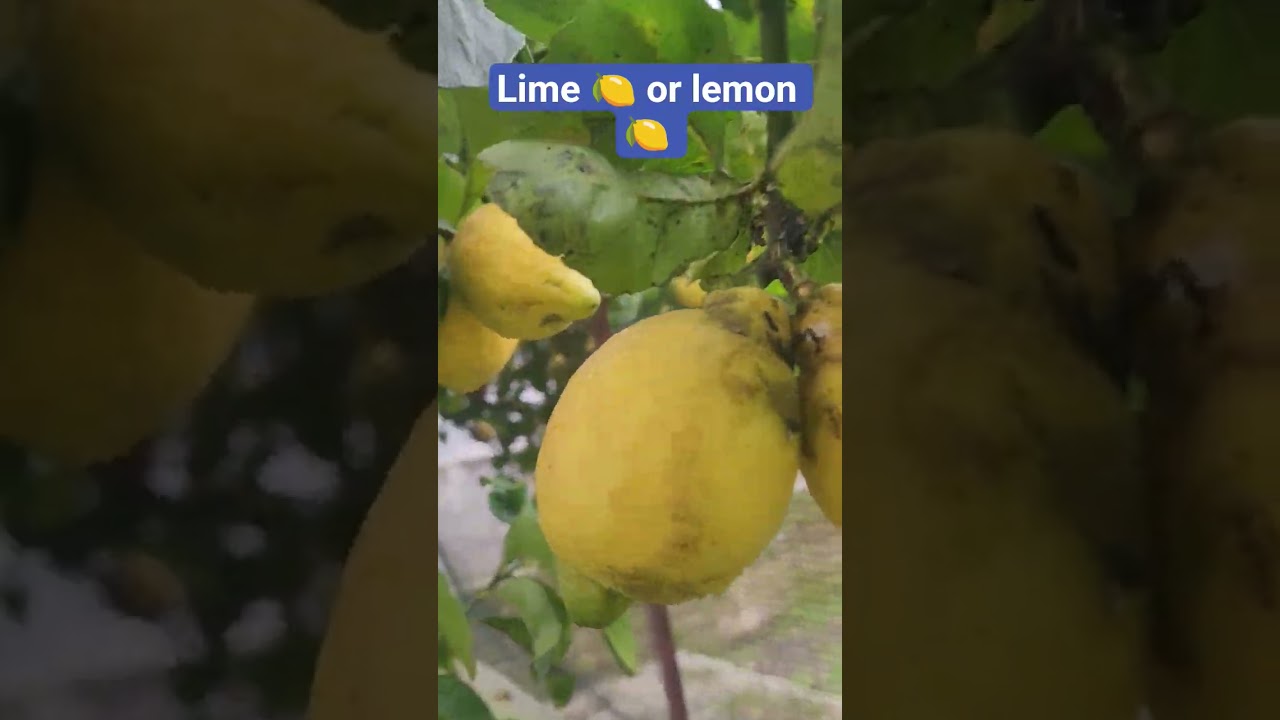 lime 