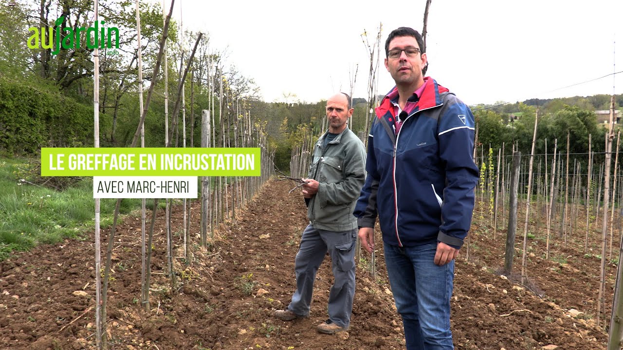 La GREFFE en INCRUSTATION pour MULTIPLIER les PLANTES 😃