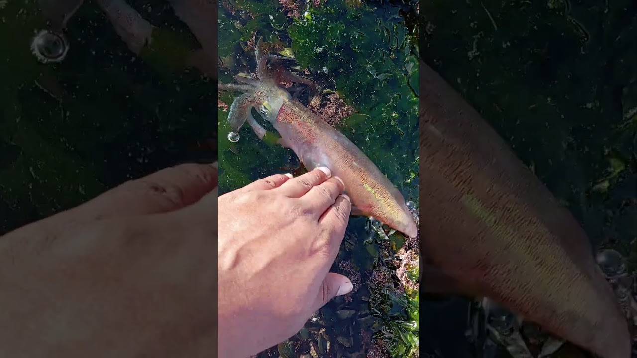 Alive calamari fish !! #ocean #nature #naturelovers #calamar #fish
