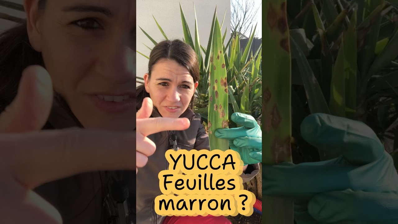 Yucca feuilles marron? Oszczędzanie komentarzy? #jardin #yucca #rośliny #arbre #ogr&oacute;d #natura