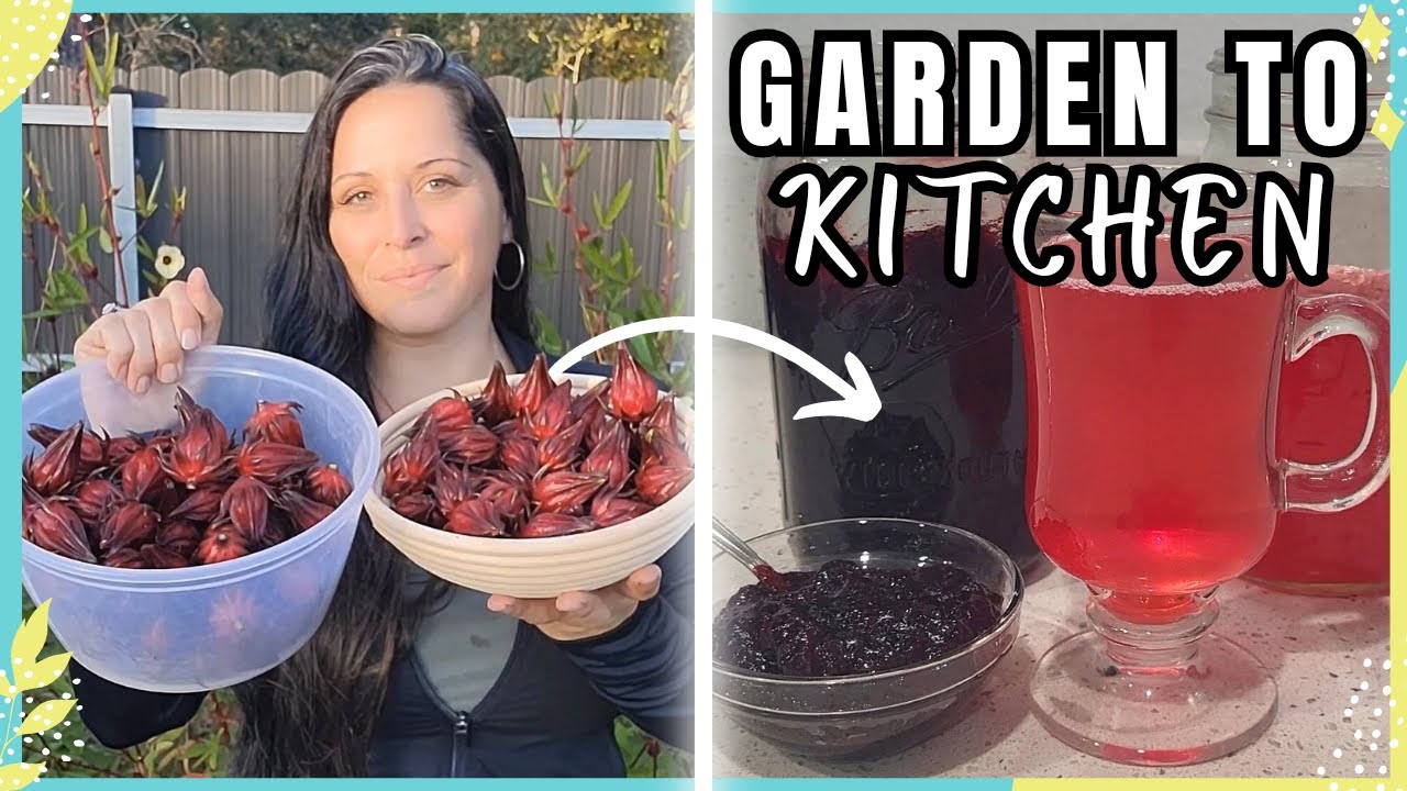 Сбор урожая розеллы на стол 🌿 Два вкусных способа его использования