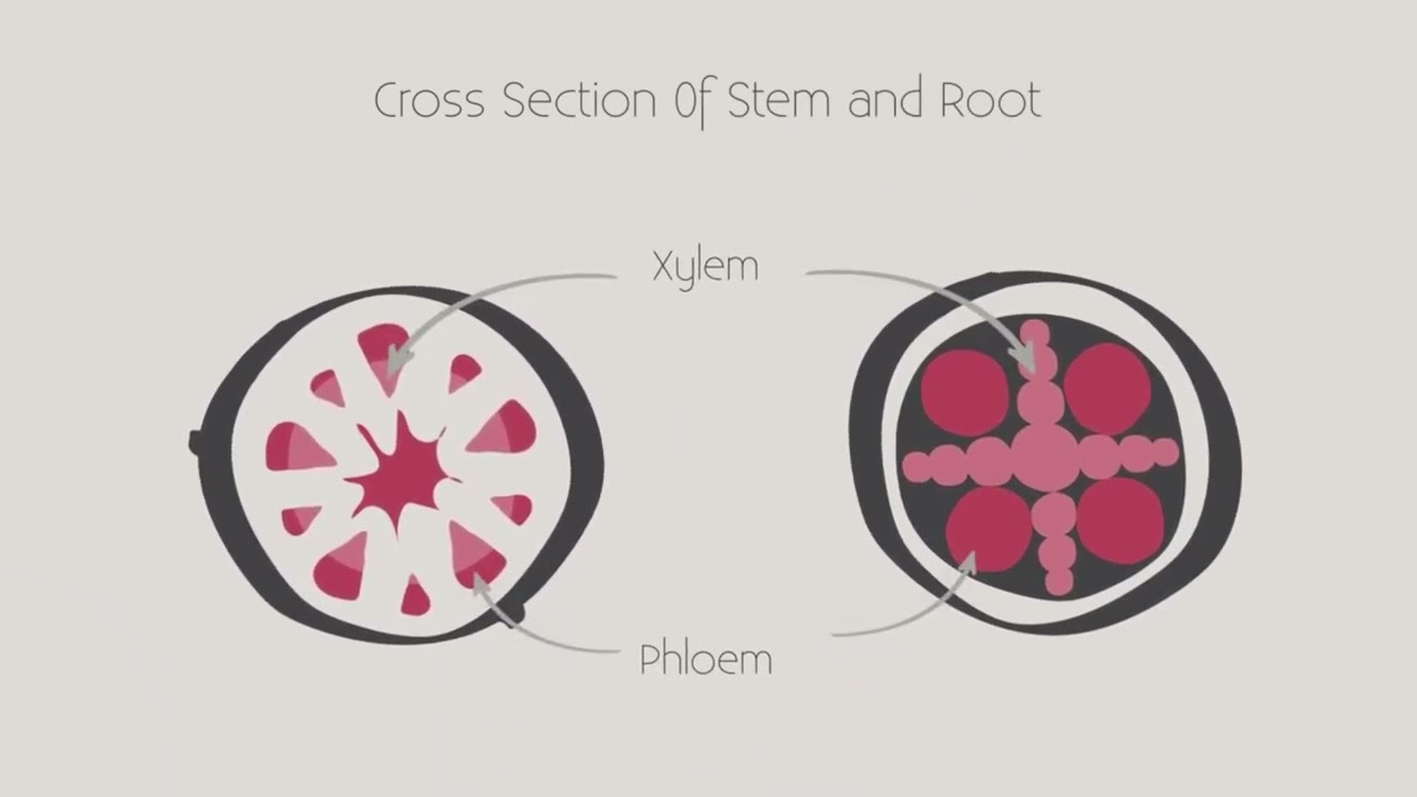 Ksilem ve Floem Nedir ?