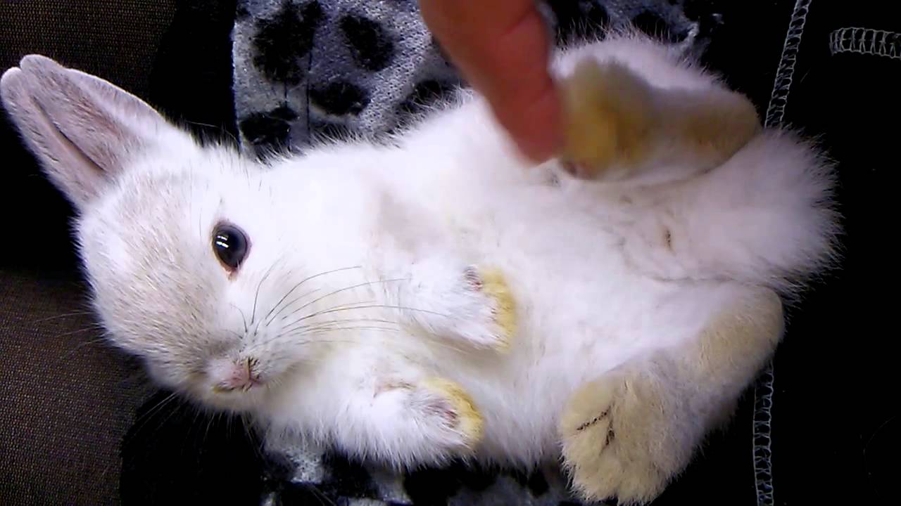 まるでぬいぐるみ?！ うさぎ ネザー 赤ちゃん