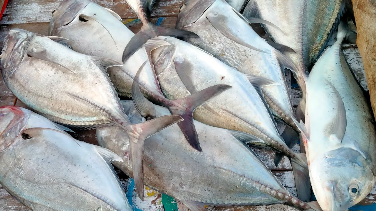 MANCING DI KOTA BARU❗PANEN GIANT TREVALLY❗SEKALI LEMPAR LANGSUNG STRIKE #kotabaru #popping #kalsel