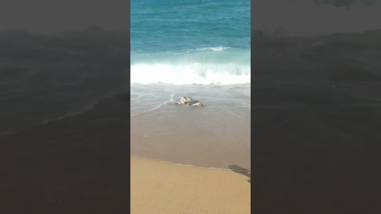 terror en playa de mar bella 