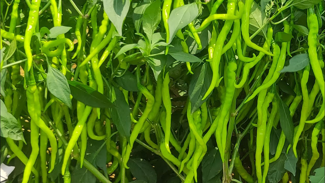 Adbhuth#green chilli#8522053426#star field crop science#tolrance#High yelding#