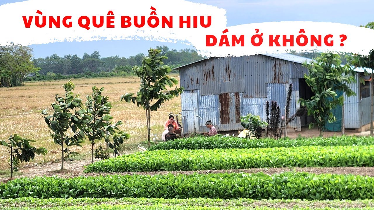 Vùng Quê Buồn Hiu Dám Ở Không, Đường Làng Thì Vắng Chỉ Thấy Bóng Cây 2025