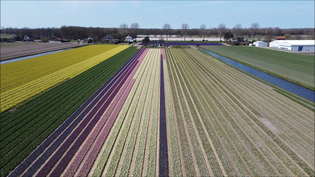 Drone flight Bollenvelden Lisse 2021