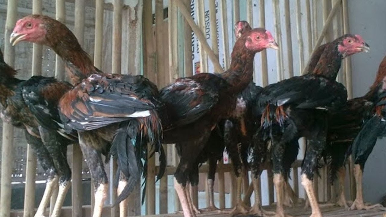 PEMULA WAJIB TAHU!! TERNAK AYAM BANGKOK SEBERAPA MENGUNTUNGKAN SIH?