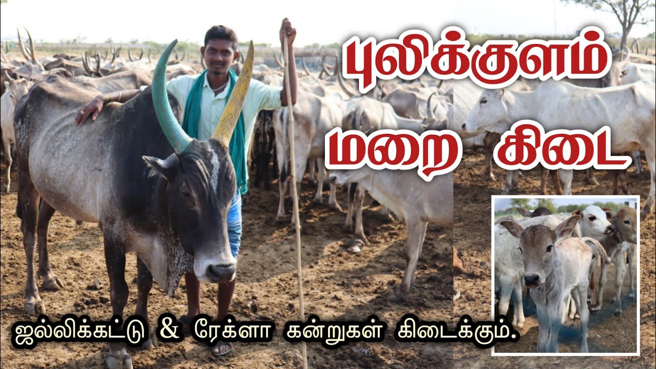 புலிக்குளம் மறை கன்றுகள் அதிகமுள்ள கிடை | #jallikattu | மாலை மதி | Uzhavan Madurai | #ஜல்லிக்கட்டு