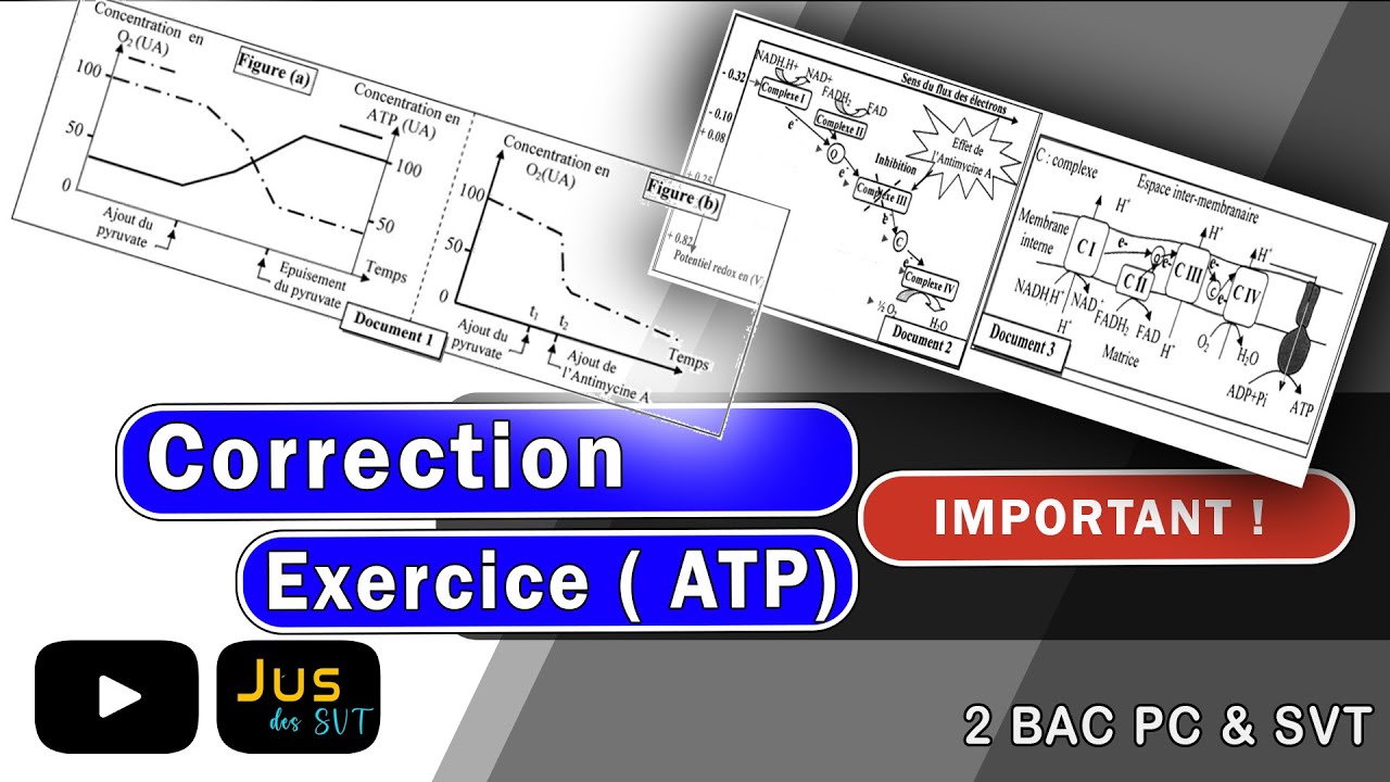 Exercice corrigé - ATP | 2 BAC PC ET SVT - Sciences de la vie et de la terre