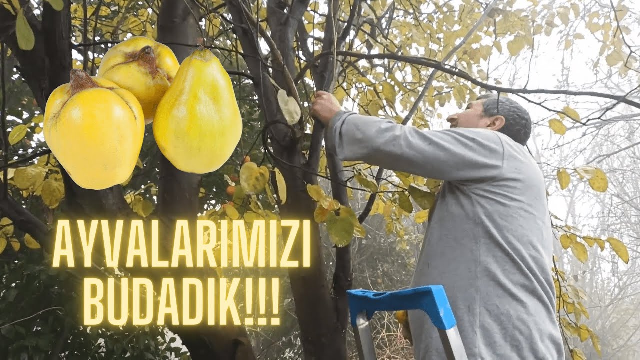 AĞAÇLARI BUDAMA VAKTİ; AYVA!!!