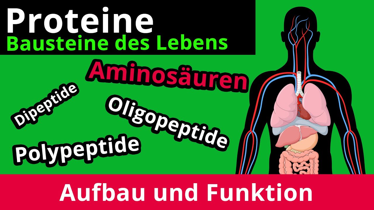 Proteine: Aufbau und Funktion - Chemie | Duden Learnattack
