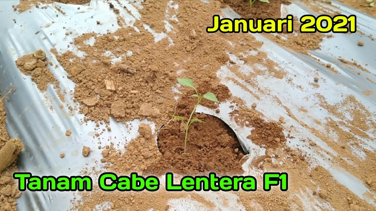 Tanam lagi cabe lentera f1