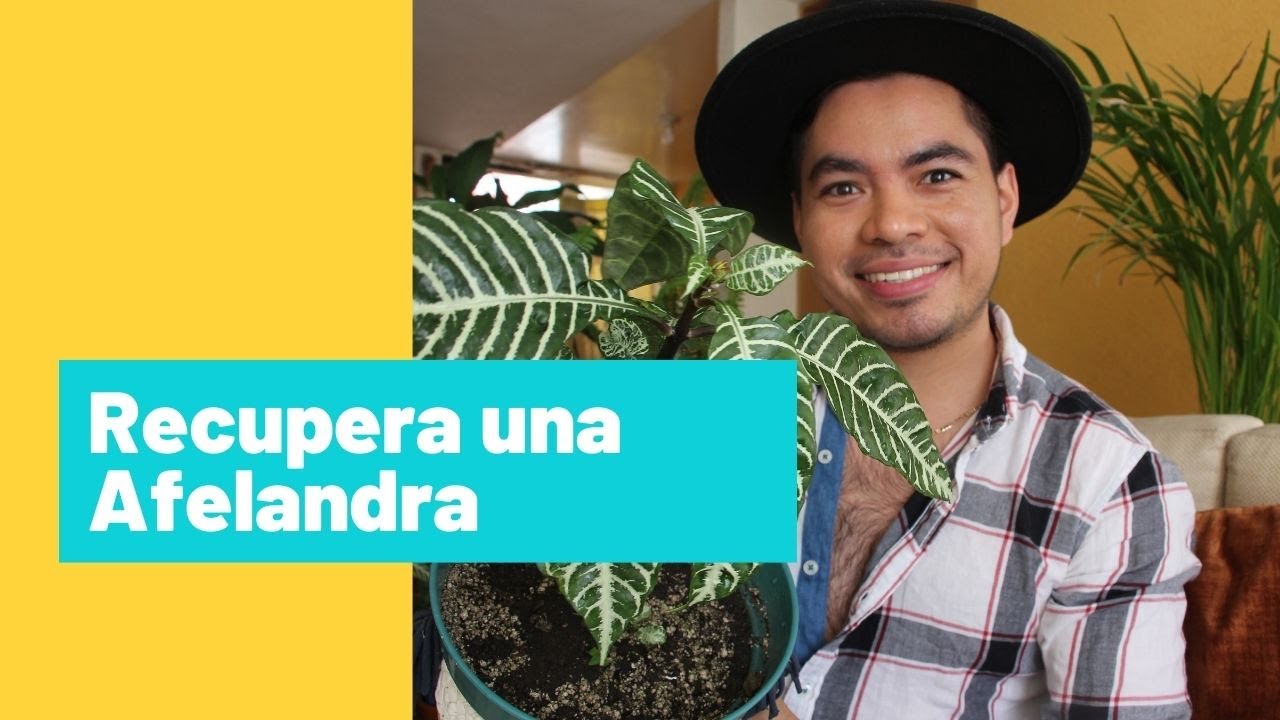 Recupera una afelandra