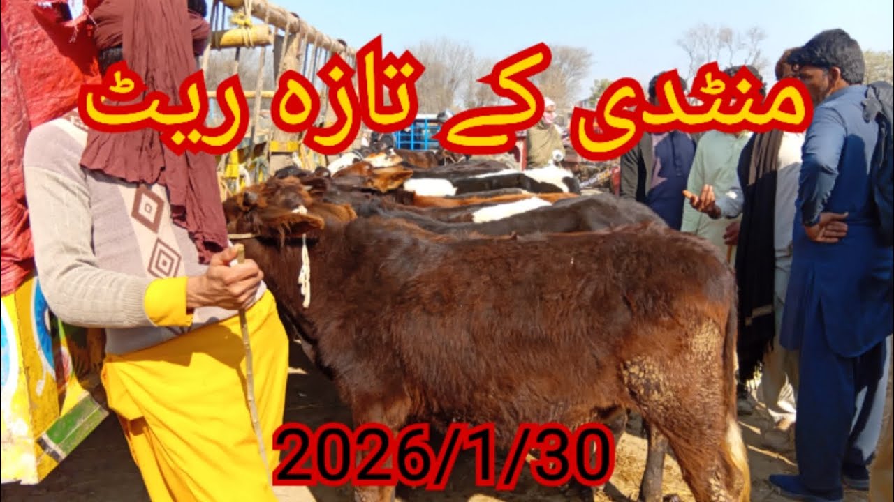 #mandi#vedio#dairyfarming#cow#mandi #dairyindustry #farming #funny 03057387051