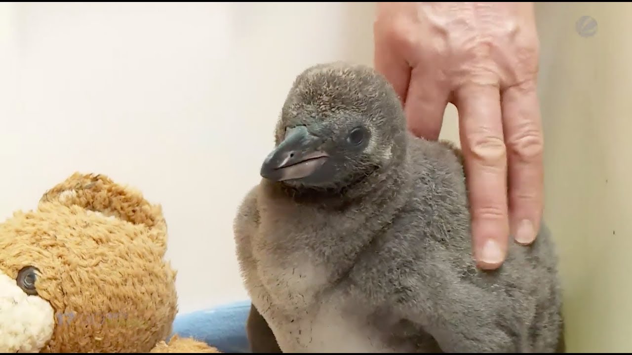 So süß! Baby-Pinguin im Zoo Osnabrück