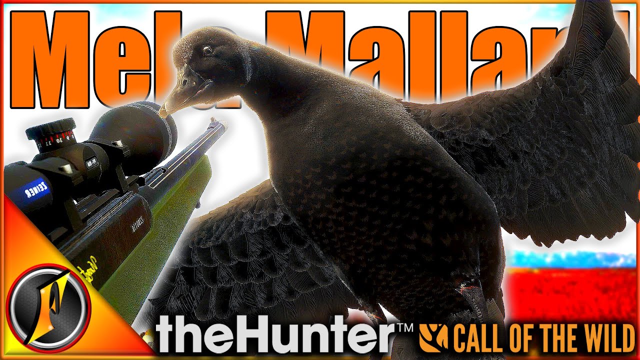 Охота на меланистическую крякву в парке Зальцвизен! | theHunter Зов дикой природы