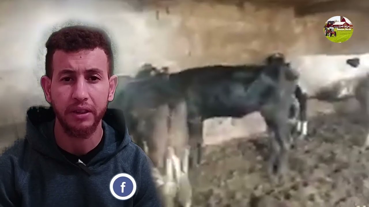 تسمين وتحصين عجلات من بداية