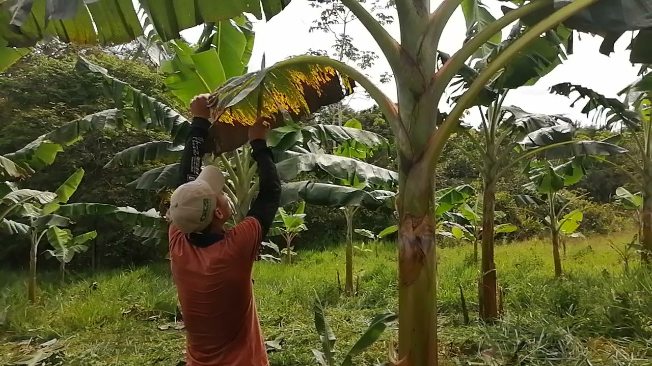 Deshoje o Poda correcta para el  saneamiento del Platano🌱🌱