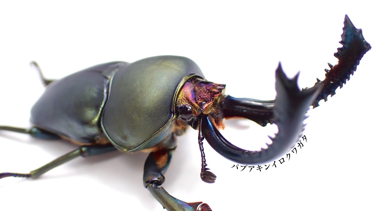 【本気の飼育】パプアキンイロクワガタの成虫掘り出し結果【クワガタ飼育】