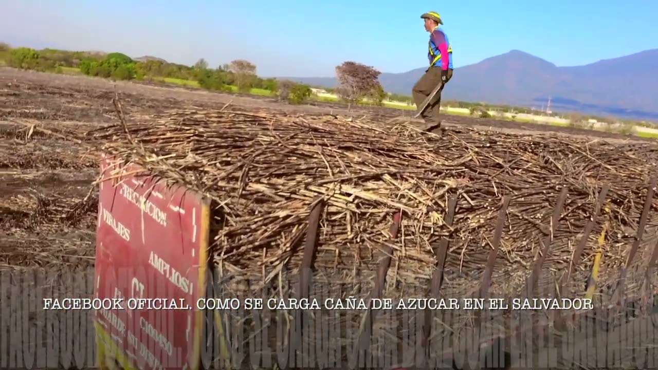 Zafra y Temporada de Caña El Salvador #10