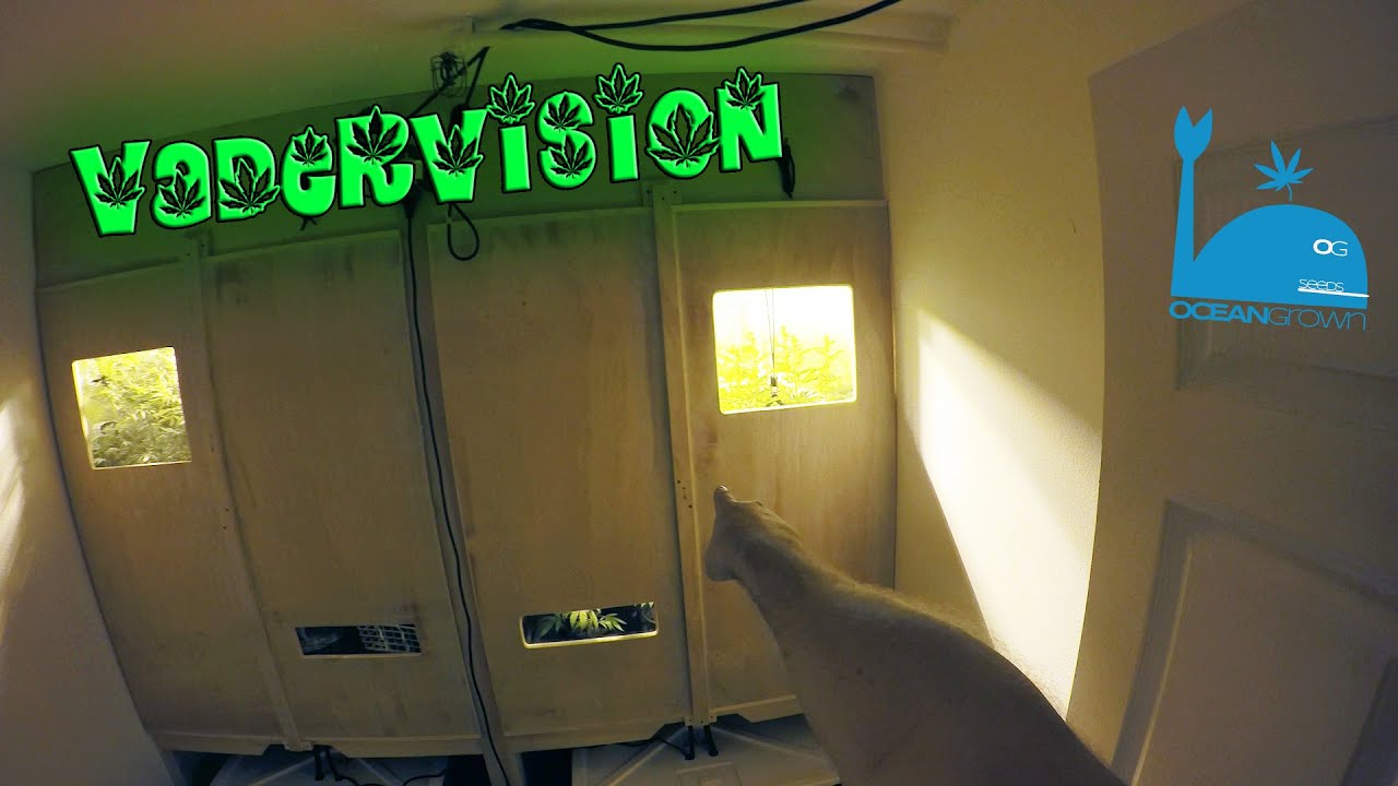 Final Lockdown for Cannabis Breed Chambers!