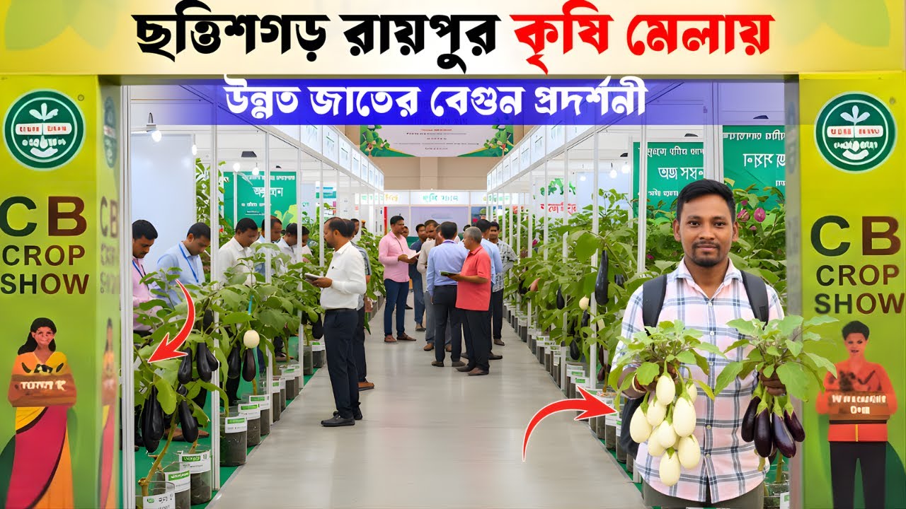 ছত্তিসগড় রায়পুরের কৃষি মেলায় উন্নত জাতের বেগুন প্রদর্শনী | C B Crop Show 2025