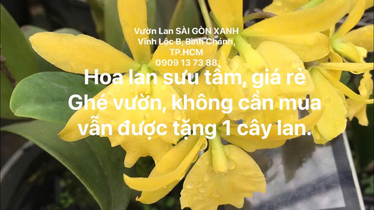 🟠 Clip số 48: 05/3/2026 Catt, Brass sưu tầm - Giá rẻ - Ghé vườn, không mua vẫn được tặng 1 cây lan!