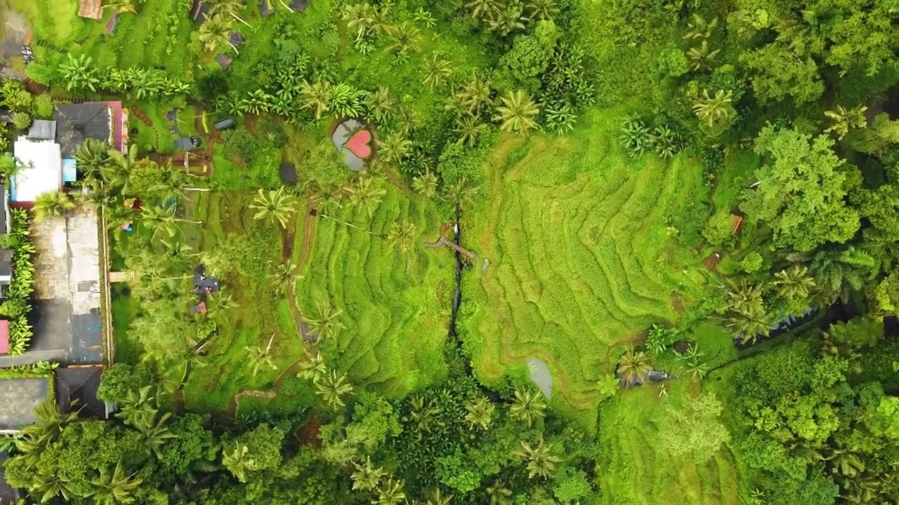 Pemandangan Alam Sawah Hijau Indonesia Pengambilan Melalui Drone (Bagian 2)