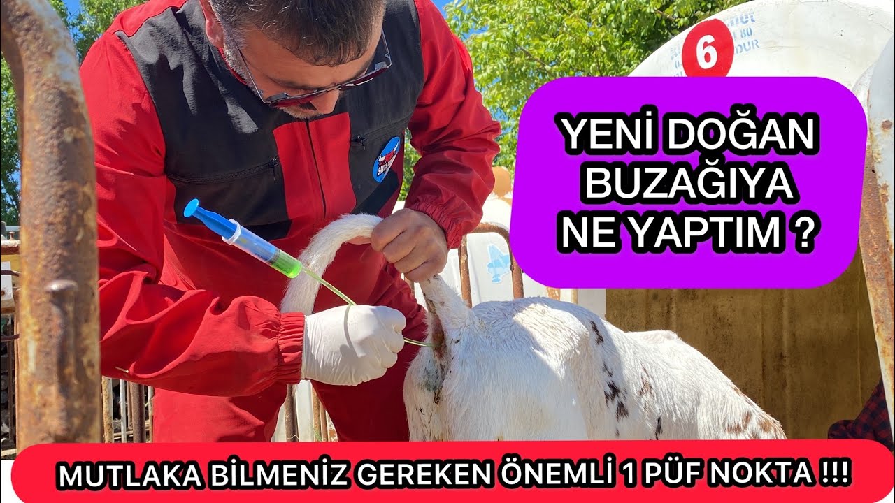 YENİ DOĞAN BUZAĞININ ÖLÜM İLE YAŞAM ARASINDAKİ KÜÇÜK SIRRI ? #buzağılarölmesin #büyükbaşhayvancılık