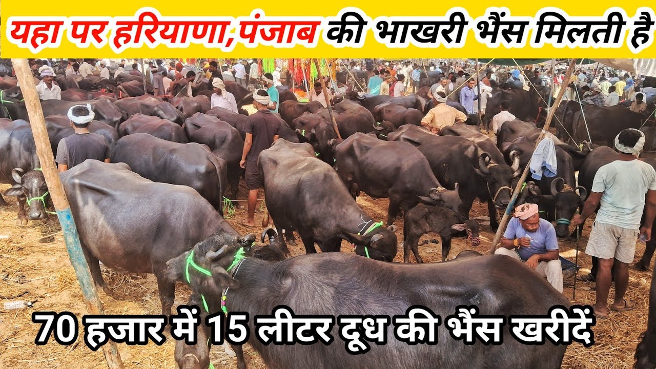 यहा पर हरियाणा,पंजाब की बाखडी भैंस मिलती है | Pashu Mandi | Buffalo Market | Mandi Vlogs