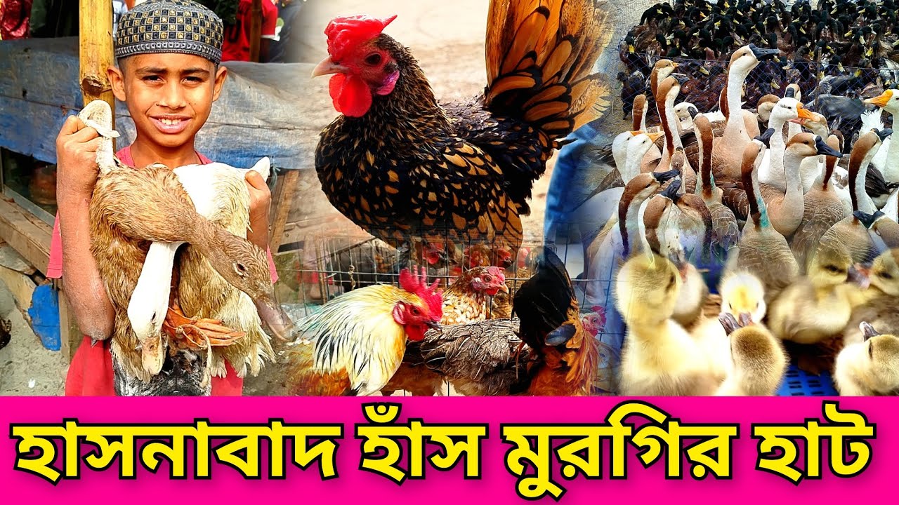 হাসনাবাদ হাঁস মুরগির হাট। karanigon hash murgir hat . village market.village hat bazar.hasnabad hat