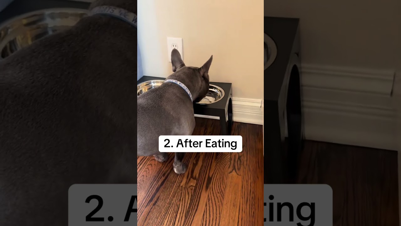 Potty Training Tips for French Bulldogs #frenchbulldog #DogTraining