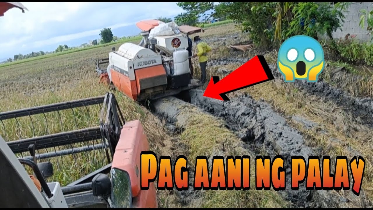 Video clip ng pag aani ng palay [OR.MINDORO]
