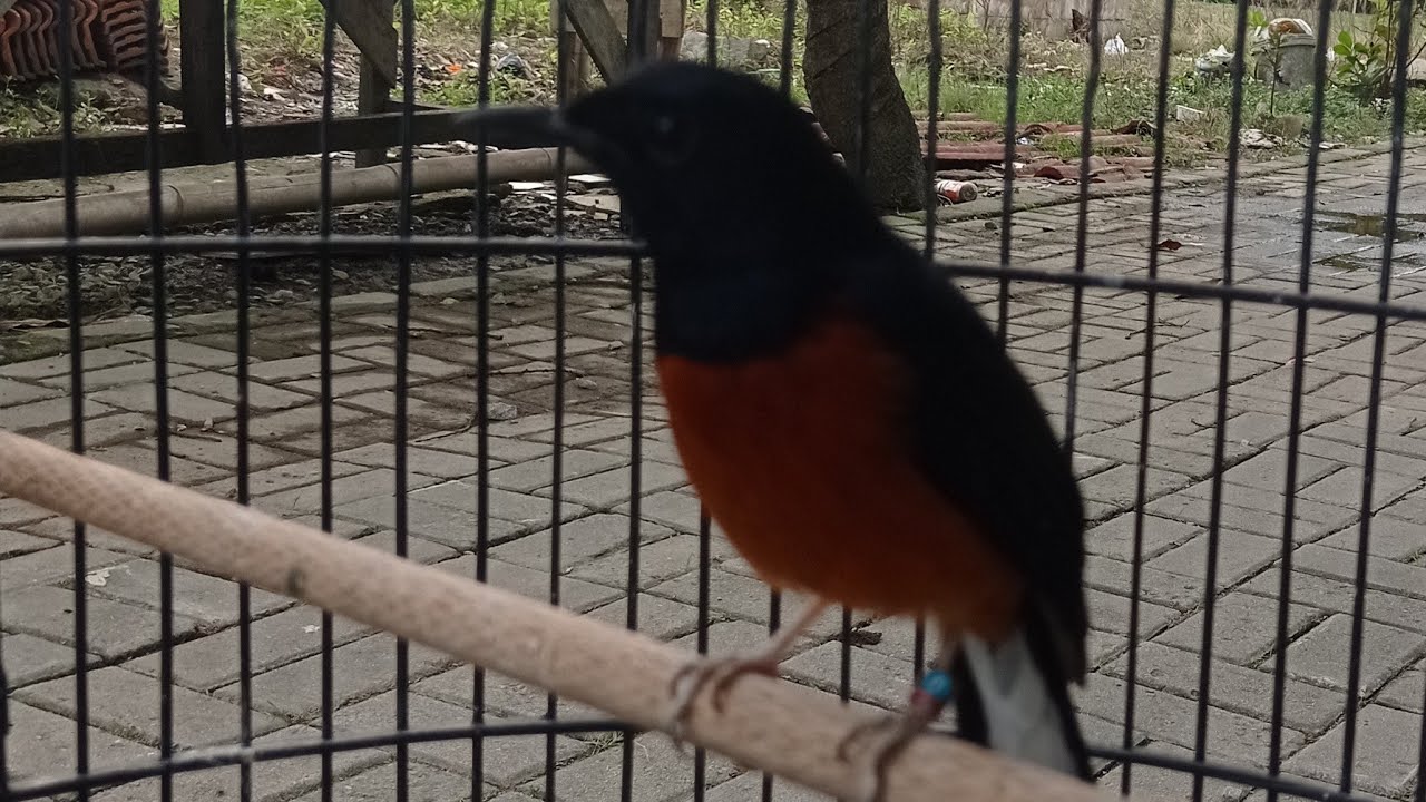 murai batu jinak ha😁