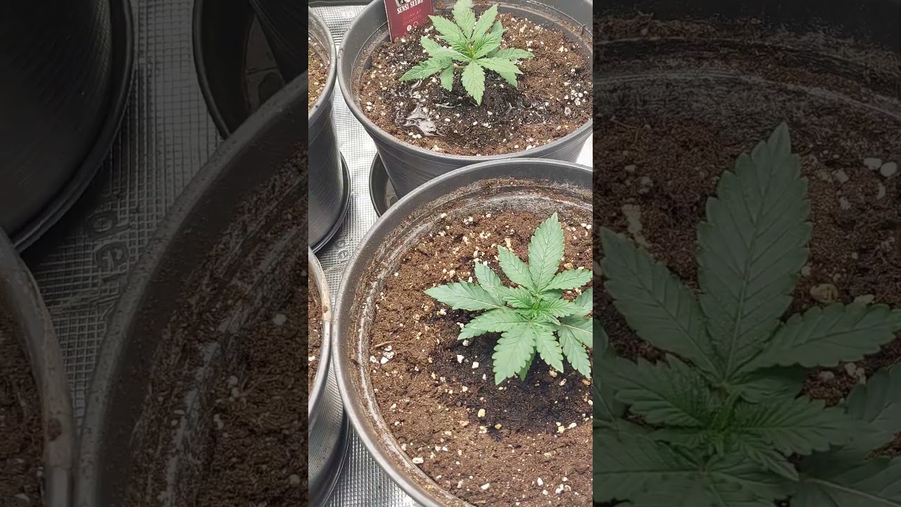 GTH & Skunk Day 6 Veg #ouid #cannabiseducation
