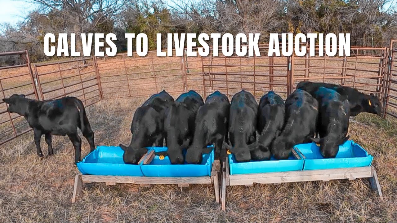SELLING CALVES at LIVESTOCK AUCTION: How'd we do?