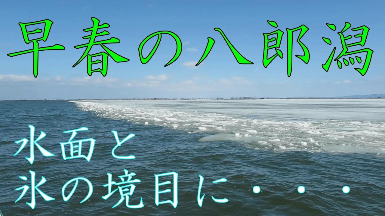 早春の八朗潟の水面と氷の境目に