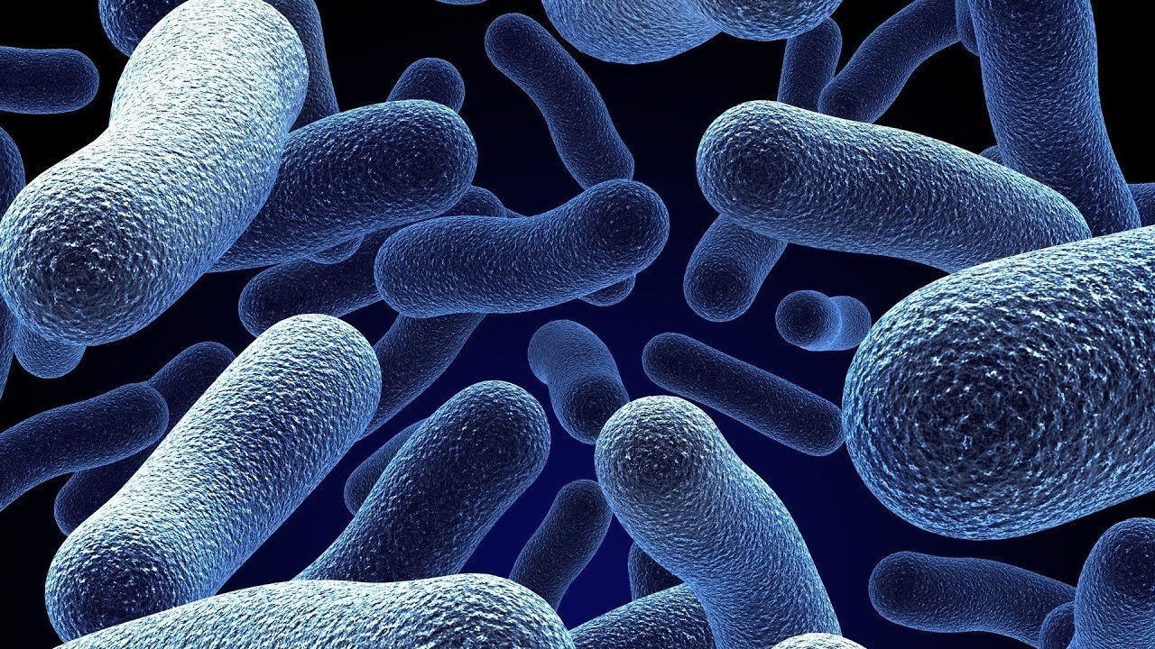 Clasificación y estructura de las bacterias