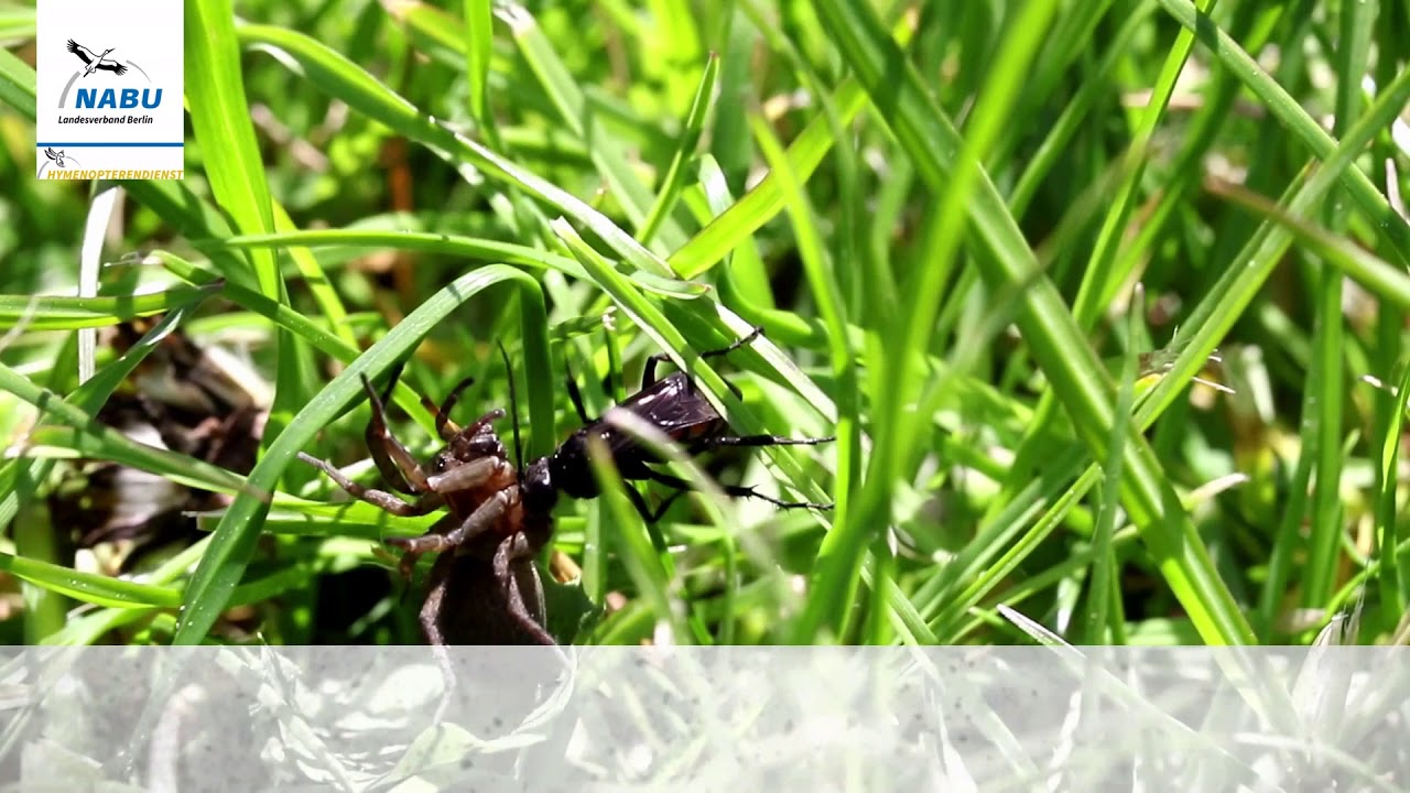 Die Fr&uuml;hlings-Wegwespe - schwarzroter Spinnenj&auml;ger