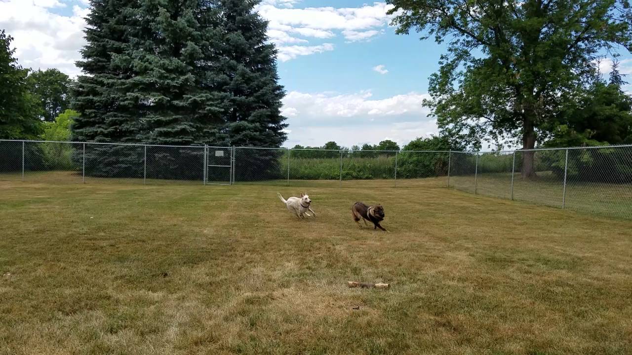 Doggie Playdate