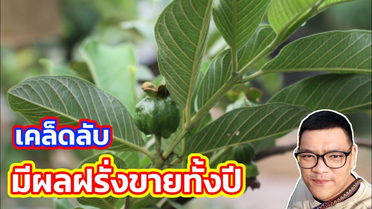 เทคนิควิธี ตัดแต่งกิ่งทำให้ฝรั่งติดผลตลอดปีเก็บผลขายทุกวัน  | ไร่คำกวี เกษตรอินทรีย์ วิถีพึ่งตนเอง